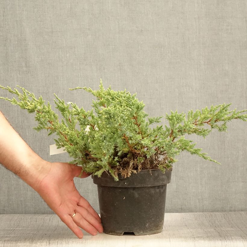 Example of Juniperus squamata Dream Joy Topf mit 2L/3L as you get in ete