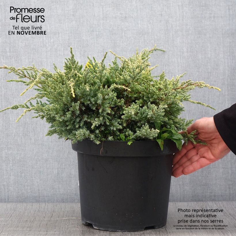 Example of Juniperus squamata Dream Joy Topf mit 7,5L/10L as you get in automne