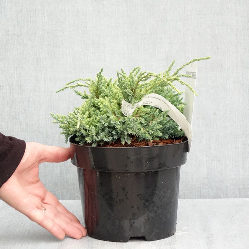 Exemplar von Juniperus squamata Dream Joy Topf mit 2L/3L wie im Herbst geliefert
