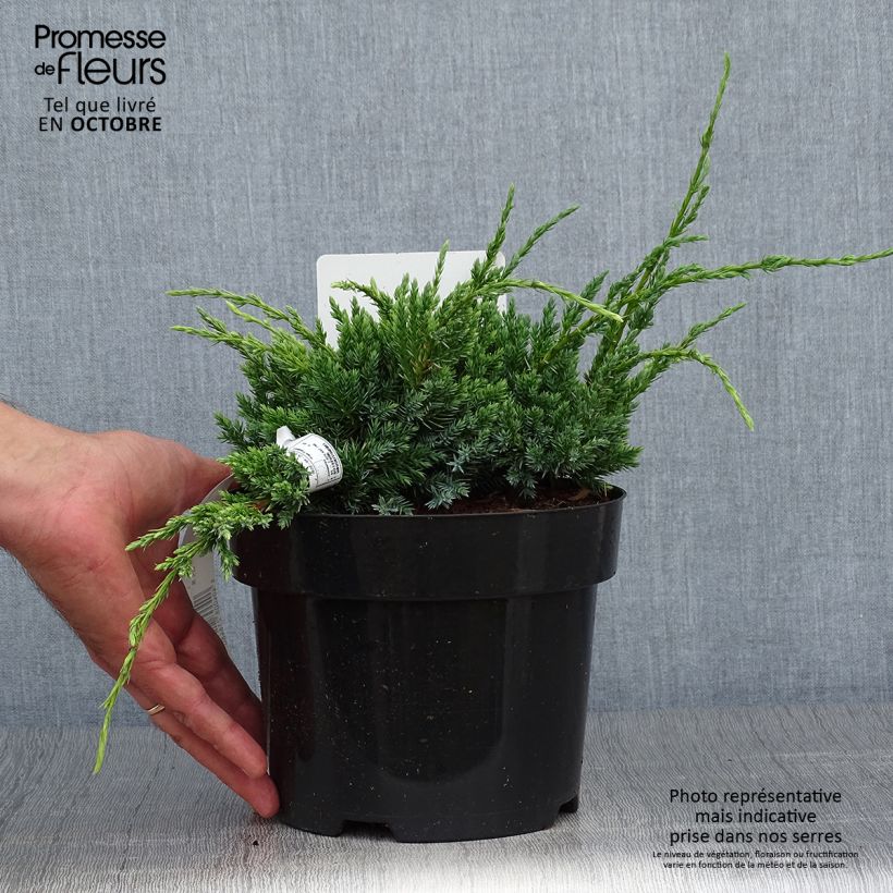Example of Juniperus squamata Holger Topf mit 2L/3L as you get in automne