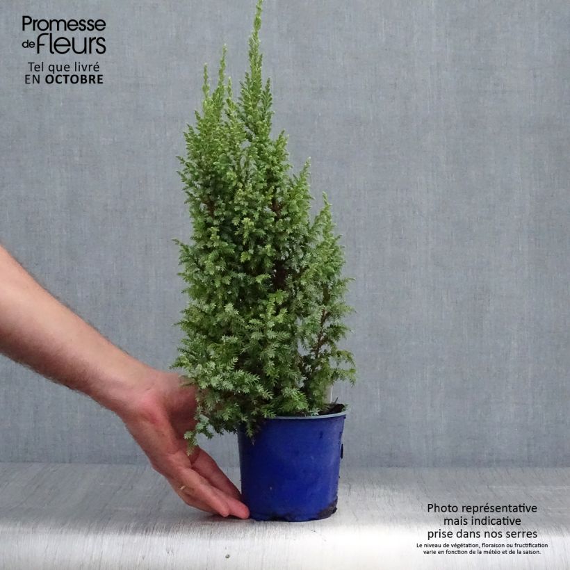 Example of Juniperus squamata Loderi Topf mit 2L/3L as you get in automne