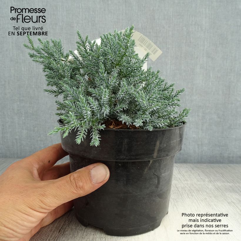 Example of Juniperus squamata Tropical Blue Topf mit 2L/3L as you get in ete