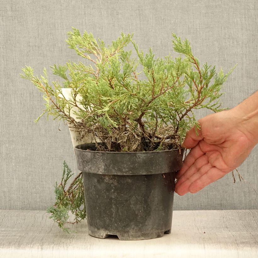 Example of Juniperus horizontalis Agnieszka Topf mit 2L/3L as you get in ete