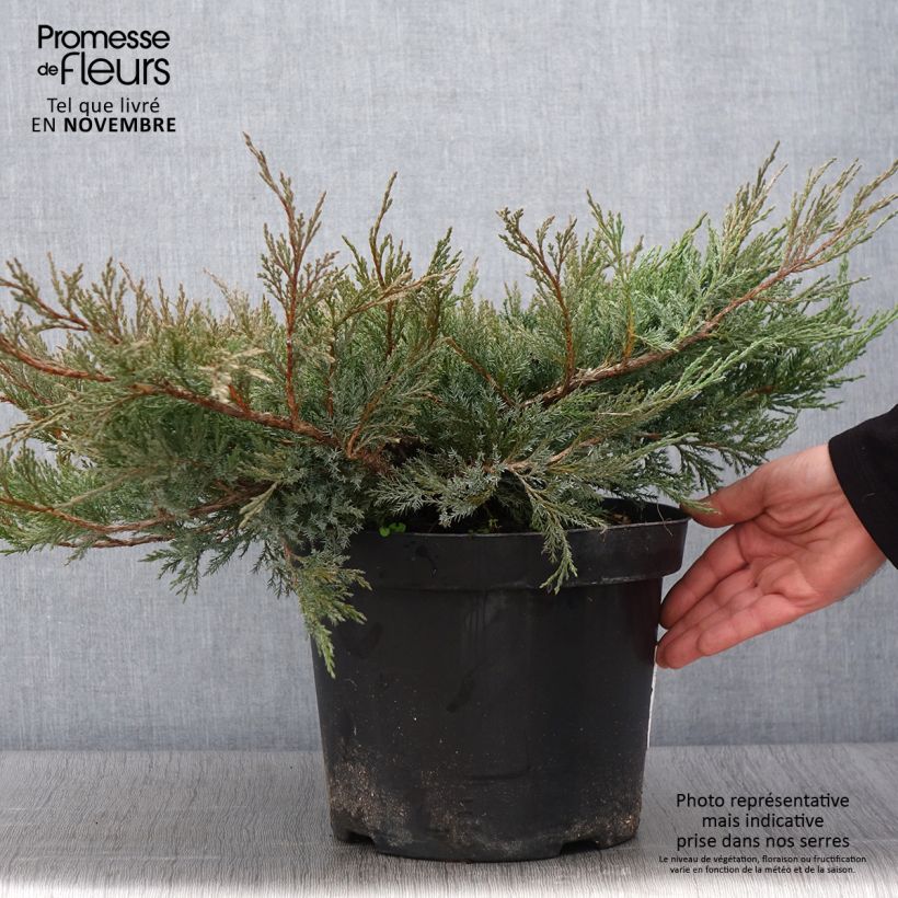 Example of Juniperus horizontalis Agnieszka Topf mit 7,5L/10L as you get in automne