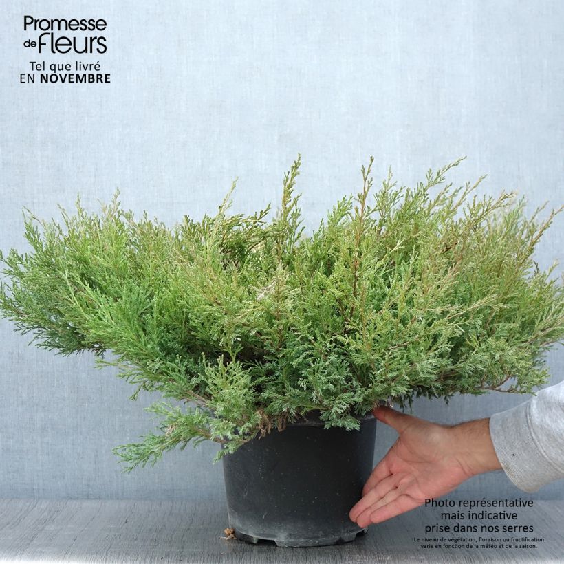 Example of Juniperus horizontalis Andorra Compact Topf mit 7,5L/10L as you get in automne