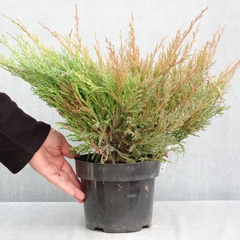 Exemplar von Juniperus horizontalis Andorra Compact Topf mit 2L/3L wie im Herbst geliefert