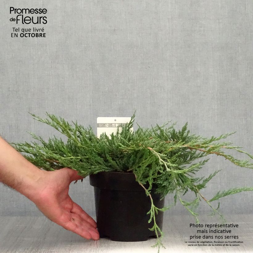 Example of Juniperus horizontalis Jade River Topf mit 2L/3L as you get in automne