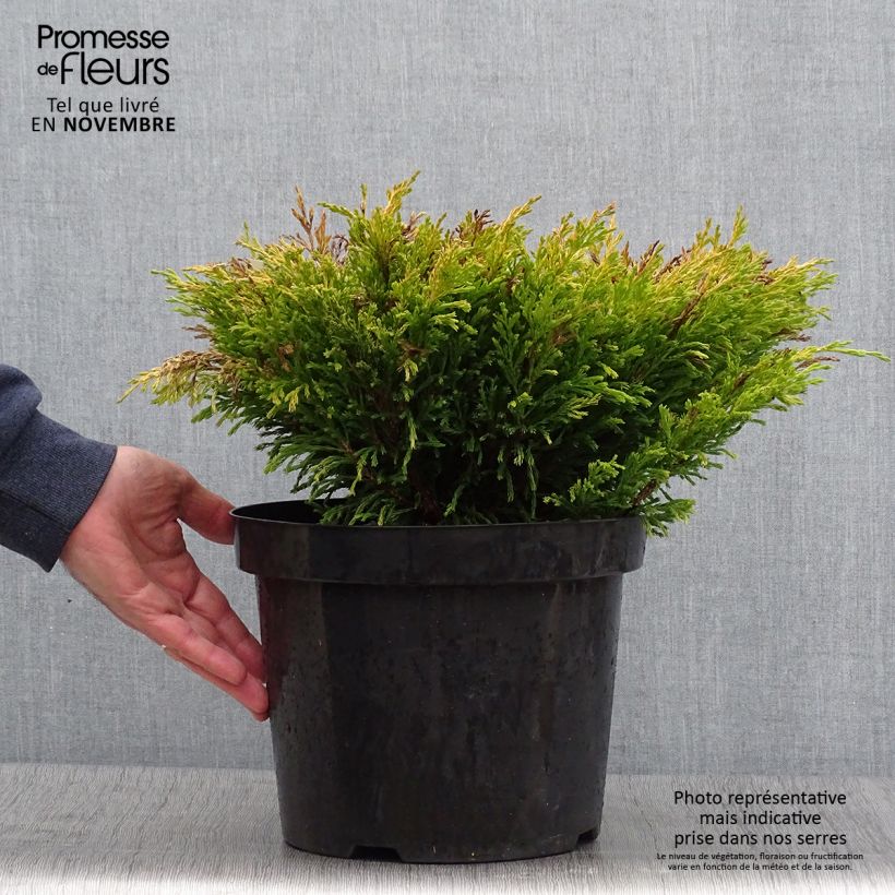 Example of Juniperus horizontalis Limeglow Topf mit 7,5L/10L as you get in automne