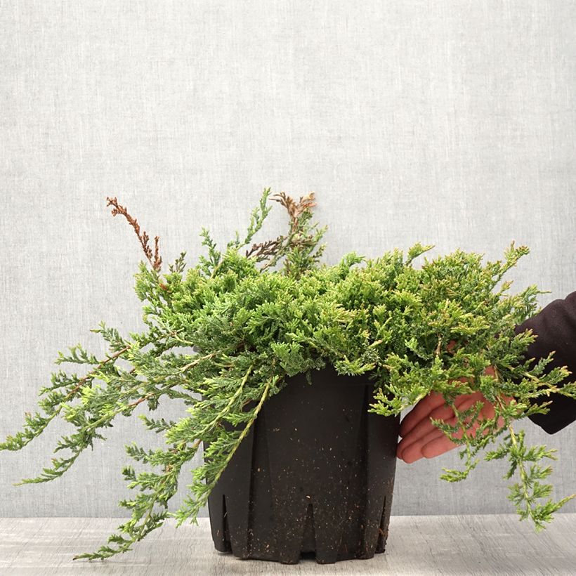 Exemplar von Juniperus horizontalis Prince Of Wales Topf mit 7,5L/10L wie im Frühjahr geliefert