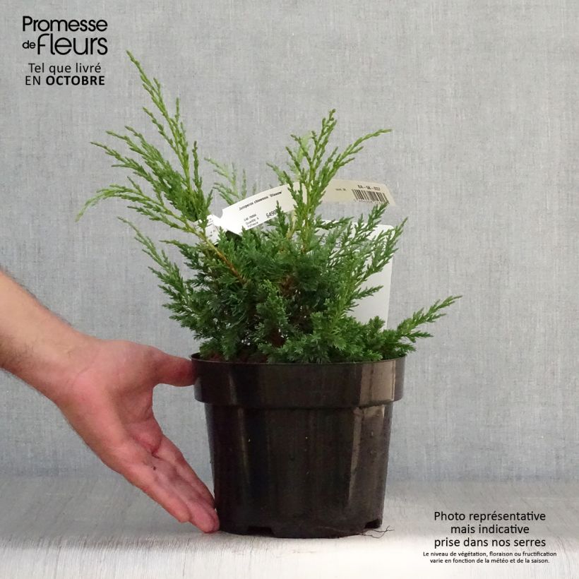 Example of Juniperus chinensis Blaauw Topf mit 2L/3L as you get in automne