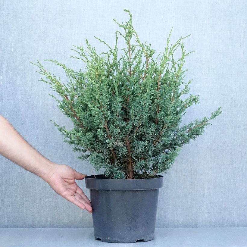 Example of Juniperus chinensis Blaauw Topf mit 7,5L/10L as you get in ete