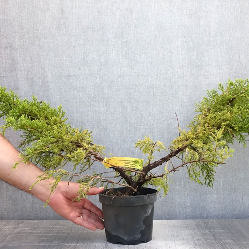 Exemplar von Juniperus pfitzeriana Goldkissen Topf mit 2L/3L wie im Sommer geliefert