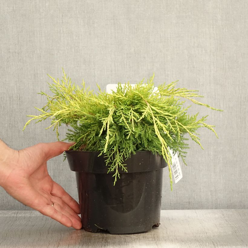 Example of Juniperus pfitzeriana King of Spring Topf mit 2L/3L as you get in automne