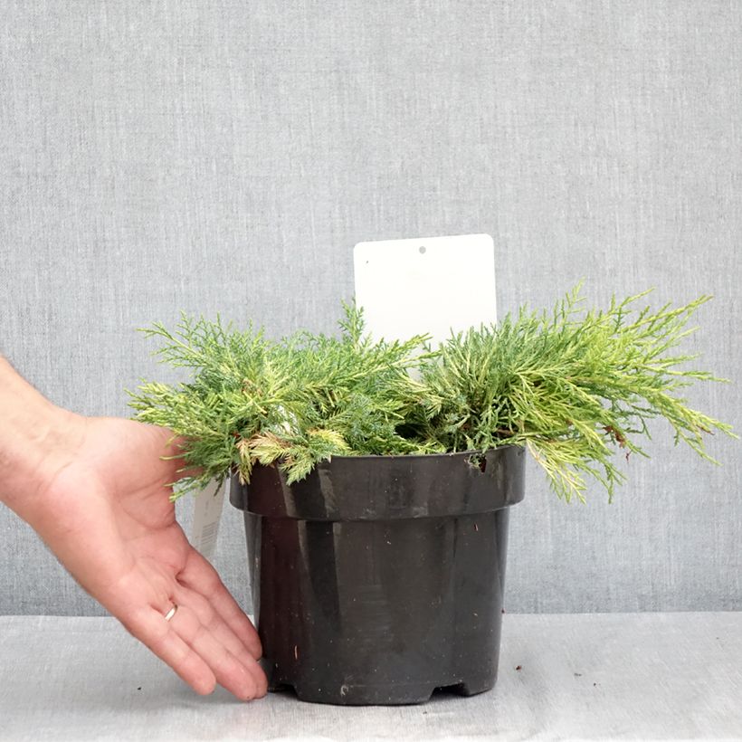 Exemplar von Juniperus pfitzeriana King of Spring Topf mit 2L/3L wie im Sommer geliefert