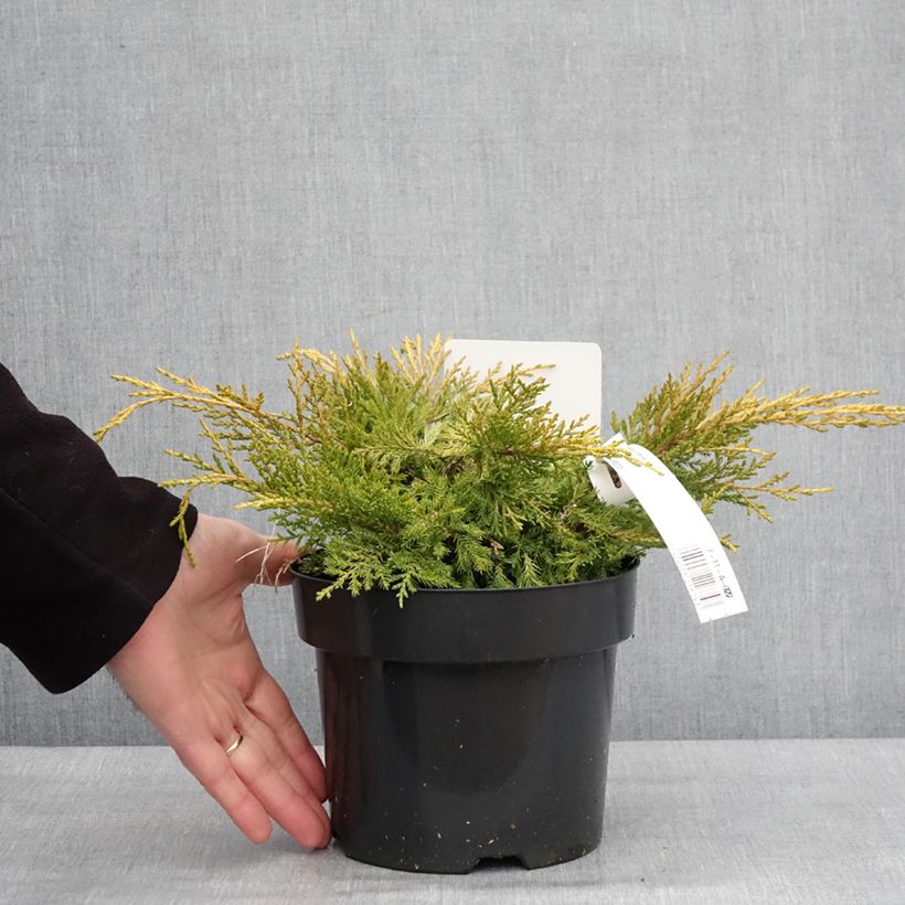 Exemplar von Juniperus pfitzeriana King of Spring Topf mit 2L/3L wie im Winter geliefert