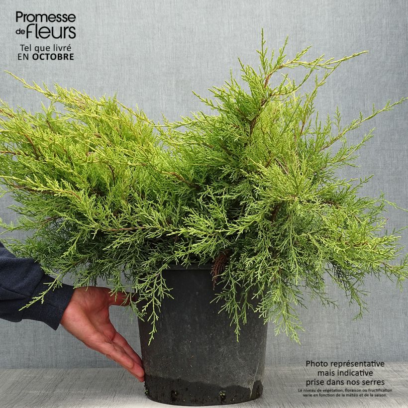 Example of Juniperus pfitzeriana Old Gold Topf mit 7,5L/10L as you get in automne