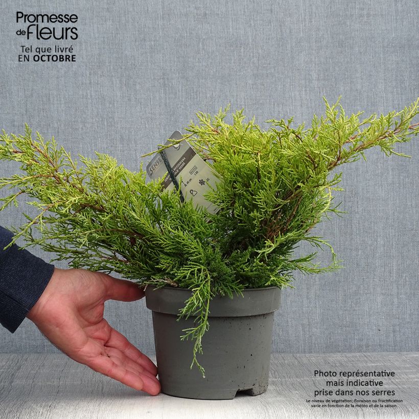 Example of Juniperus pfitzeriana Old Gold Topf mit 2L/3L as you get in automne