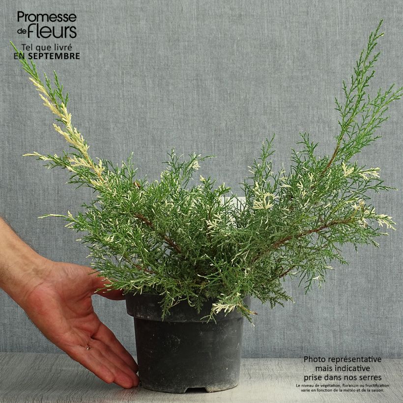 Example of Juniperus pfitzeriana White Splash Topf mit 2L/3L as you get in ete