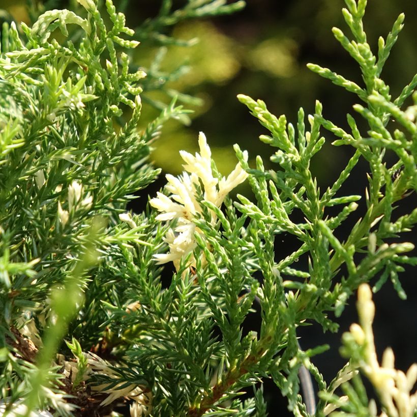 Juniperus pfitzeriana White Splash (Laub)