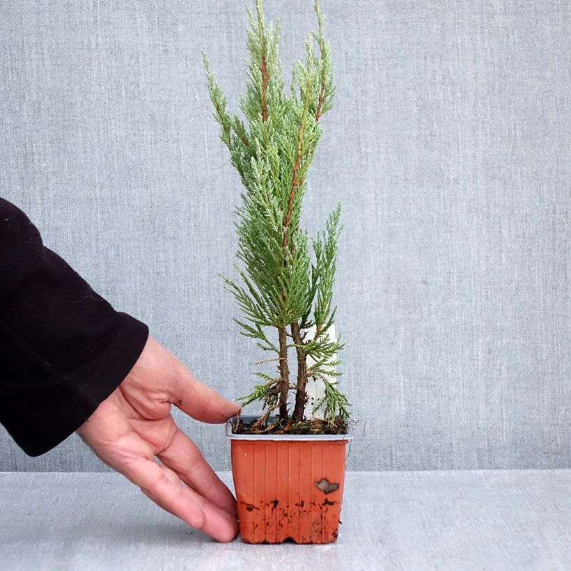 Exemplar von Juniperus scopulorum Moonglow Kleine Töpfe von 8/9 cm wie im Herbst geliefert