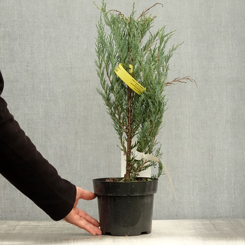 Example of Juniperus scopulorum Moonglow Topf mit 2L/3L as you get in automne