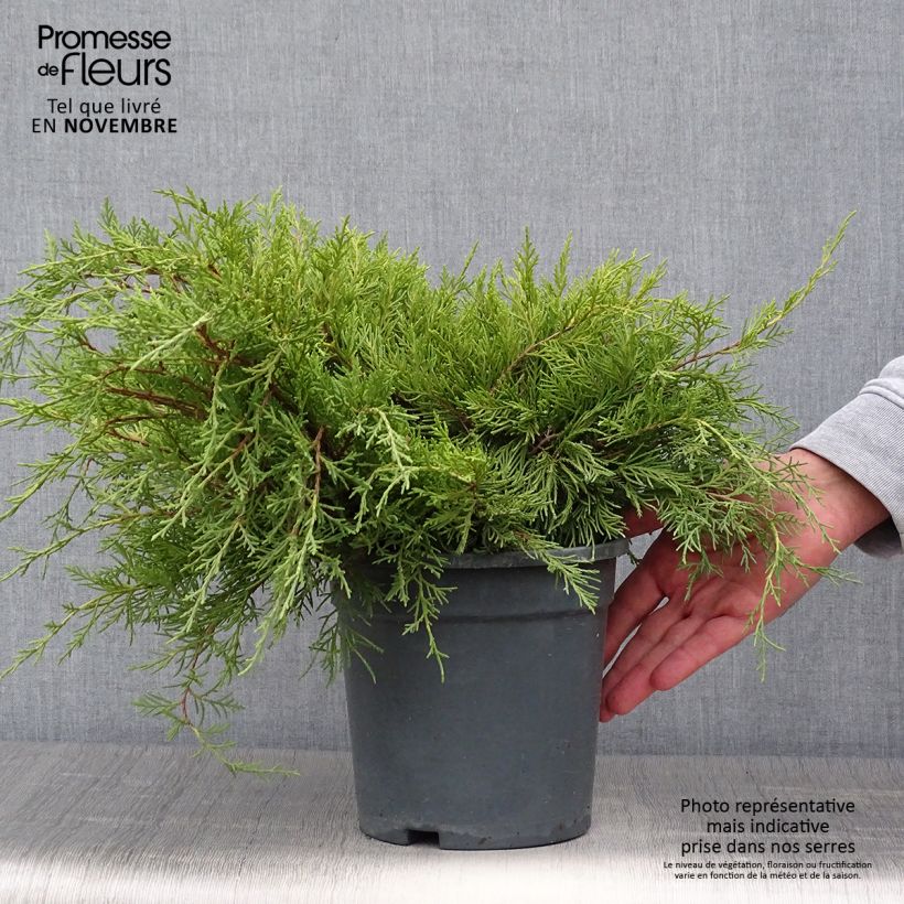 Example of Juniperus pfitzeriana Gold Coast Topf mit 2L/3L as you get in automne