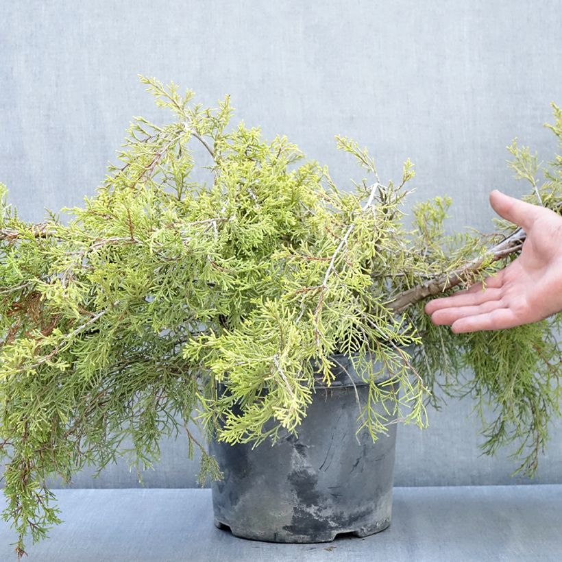 Exemplar von Juniperus pfitzeriana Gold Coast Topf mit 7,5L/10L wie im Herbst geliefert