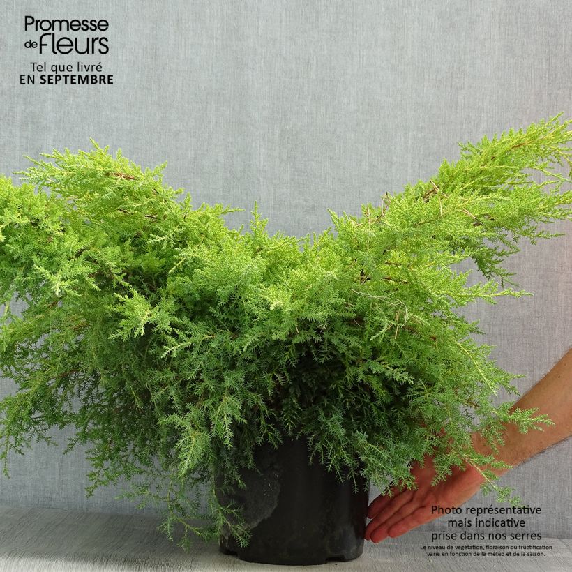 Example of Juniperus pfitzeriana Gold Star Topf mit 7,5L/10L as you get in ete