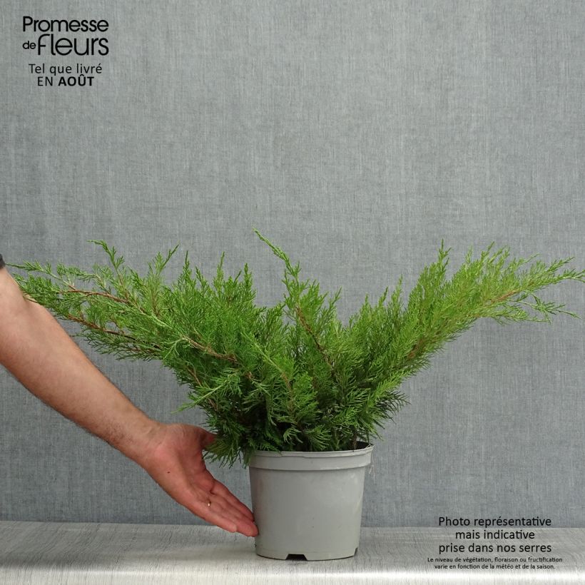 Exemplar von Juniperus media Mint Julep Topf mit 2L/3L wie im Sommer geliefert