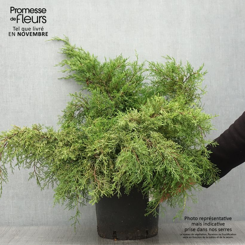 Example of Juniperus media Mint Julep Topf mit 7,5L/10L as you get in automne