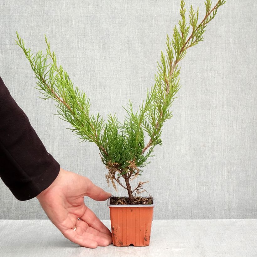 Exemplar von Juniperus media Mint Julep Kleine Töpfe von 8/9 cm wie im Herbst geliefert