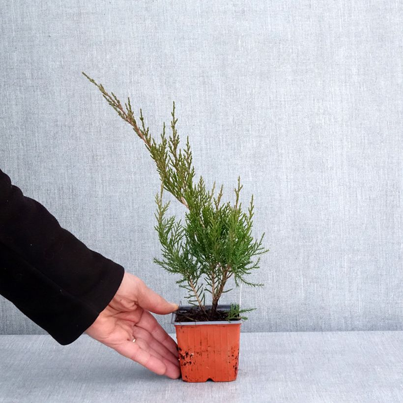 Example of Juniperus media Mint Julep Kleine Töpfe von 8/9 cm as you get in hiver