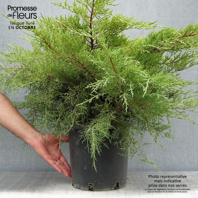 Example of Juniperus media Pfitzeriana Aurea Topf mit 7,5L/10L as you get in automne
