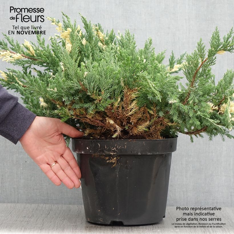 Example of Juniperus chinensis Expansa Variegata Topf mit 7,5L/10L as you get in automne