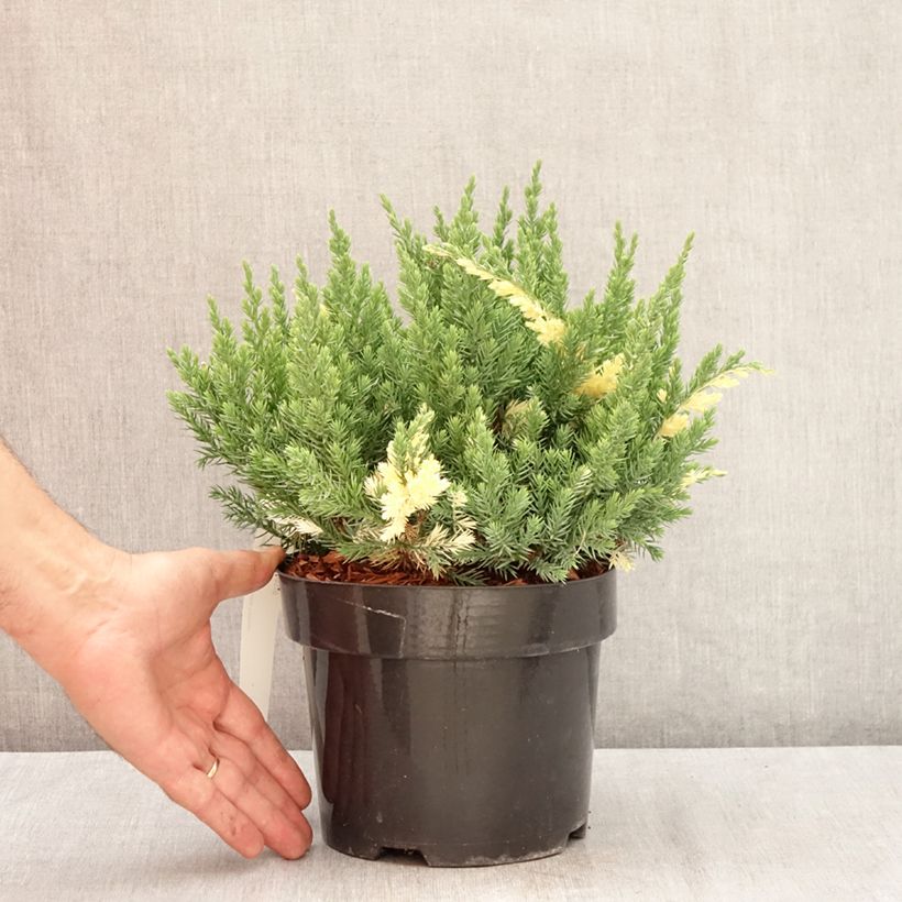 Example of Juniperus chinensis Expansa Variegata Topf mit 2L/3L as you get in ete