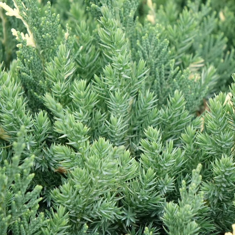 Juniperus chinensis Expansa Variegata (Laub)
