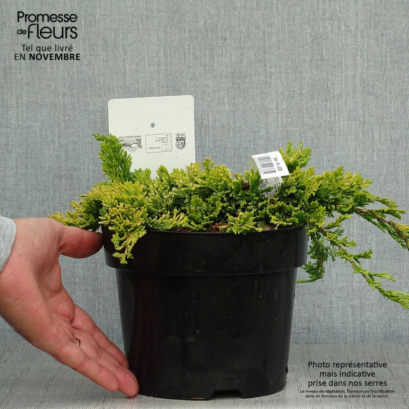 Example of Juniperus horizontalis Golden Carpet Topf mit 2L/3L as you get in automne