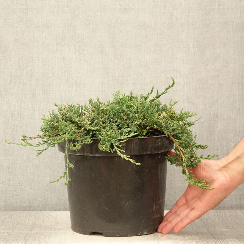 Exemplar von Juniperus horizontalis Wiltonii Topf mit 7,5L/10L wie im Sommer geliefert