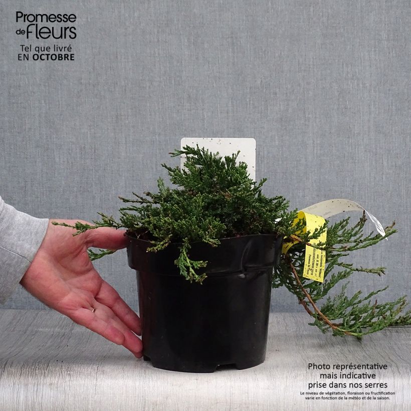 Example of Juniperus horizontalis Wiltonii Topf mit 3L/4L as you get in automne