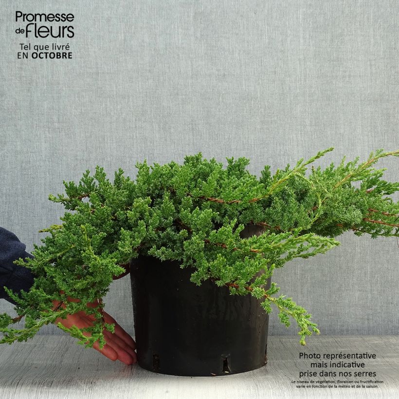 Example of Juniperus procumbens Nana Topf mit 7,5L/10L as you get in automne