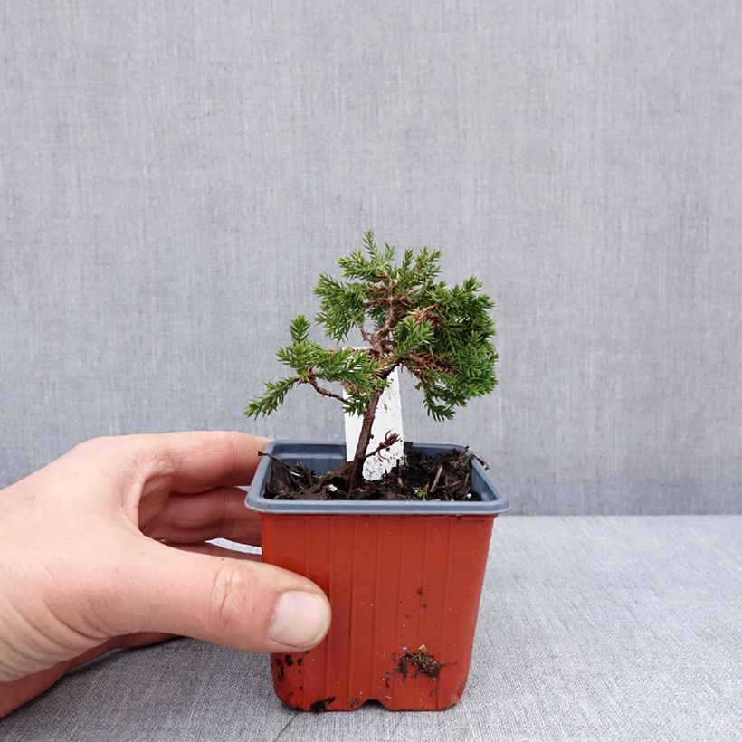 Example of Juniperus procumbens Nana Kleine Töpfe von 8/9 cm as you get in hiver
