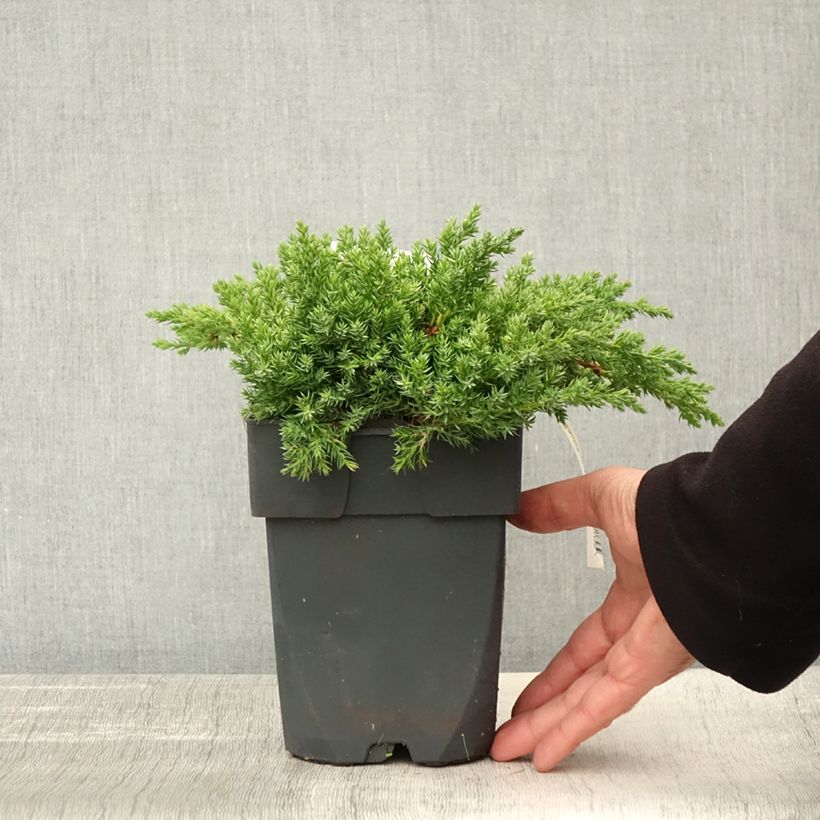 Example of Juniperus procumbens Nana Topf mit 2L/3L as you get in automne