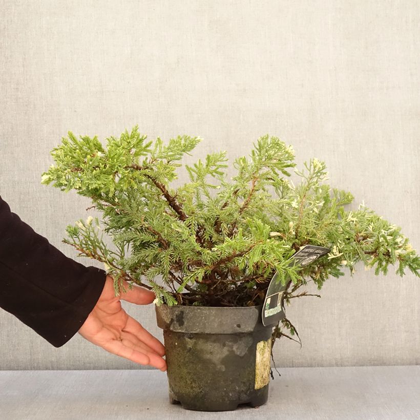 Example of Juniperus sabina Variegata Topf mit 2L/3L as you get in printemps
