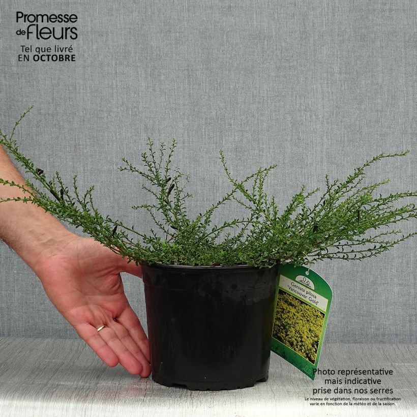 Example of Behaarter Ginster Vancouver Gold - Genista pilosa Topf mit 2L/3L as you get in automne