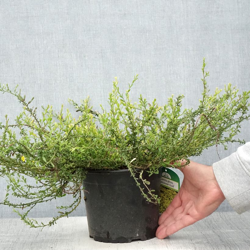Exemplar von Behaarter Ginster Vancouver Gold - Genista pilosa Topf mit 2L/3L wie im Sommer geliefert