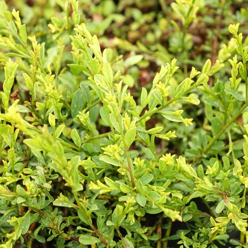 Behaarter Ginster Vancouver Gold - Genista pilosa (Foliage)