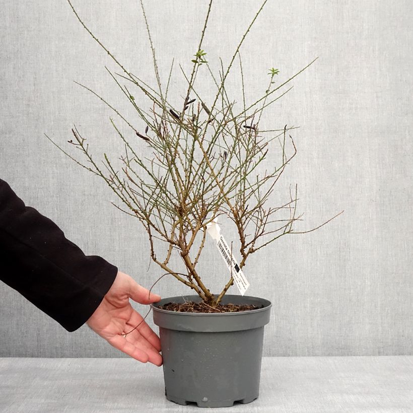 Example of Färber-Ginster - Genista tinctoria Topf mit 3L/4L as you get in hiver