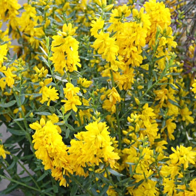 Färber-Ginster Plena - Genista tinctoria (Flowering)