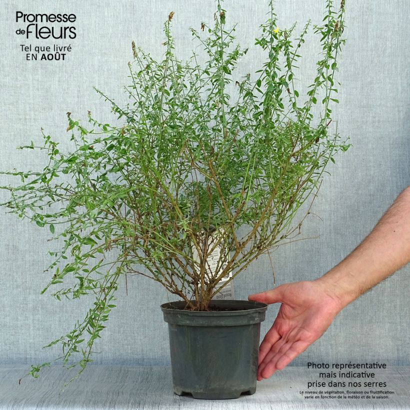 Exemplar von Färber-Ginster Royal Gold - Genista tinctoria Topf mit 1,5L/2L wie im Sommer geliefert