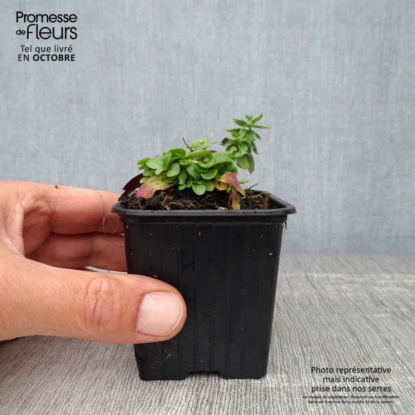Example of Gentiana makinoi Blue Star - Enzian Kleine Töpfe von 8/9 cm as you get in automne